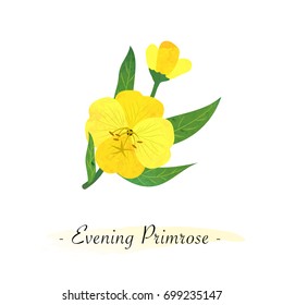 Colorful watercolor texture vector botanic garden flower yellow evening primrose