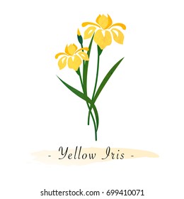 Colorful watercolor texture vector botanic garden flower yellow iris