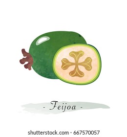 Colorful watercolor texture vector healthy fruit feijoa