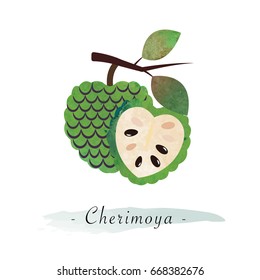 Colorful watercolor texture vector healthy fruit cherimoya