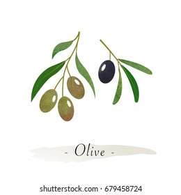 Colorful watercolor texture vector healthy vegetable olive branch