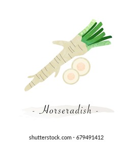 Colorful watercolor texture vector healthy vegetable horseradish