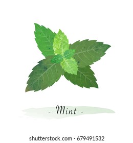 Colorful watercolor texture vector healthy vegetable mint