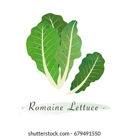 Colorful watercolor texture vector healthy vegetable romaine lettuce