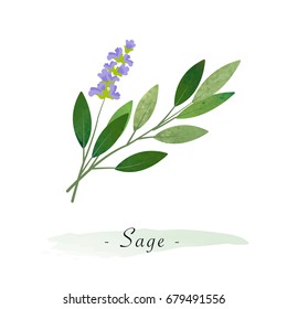 Colorful watercolor texture vector healthy vegetable sage