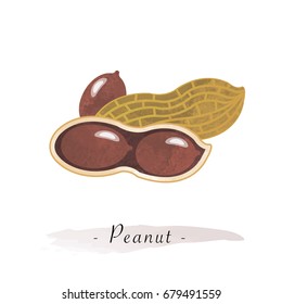 Colorful watercolor texture vector healthy vegetable peanut