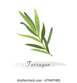 Colorful watercolor texture vector healthy vegetable tarragon