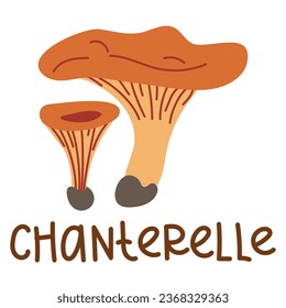 Colorful wild edible chanterelle with cartoon-style names. Isolated vector flat illustration. Chanterelles mushroom. Edible mushrooms in the forests are large and small, completely red, growing