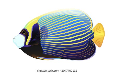 Colorful yellow and blue angelfish isolated on white background. Concept of beautiful nature animal. Vector illustration