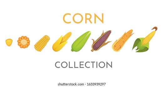 Colorful yellow corns in different styles vector illustration. Fresh cartoon organic corn vegetable and corny grains.