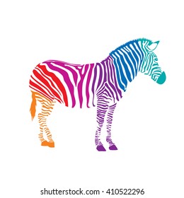 Colorful Zebra, illustration isolated on white background