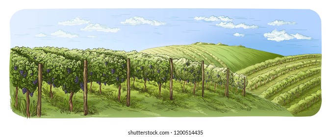 colorfull vine plantation hills, trees, clouds on the horizon vector illustration