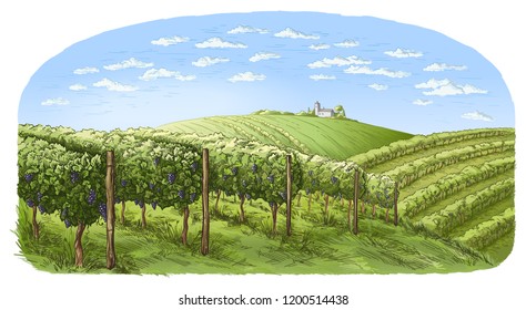 colorfull vine plantation hills, trees, clouds, and ancient castle on the horizon vector illustration