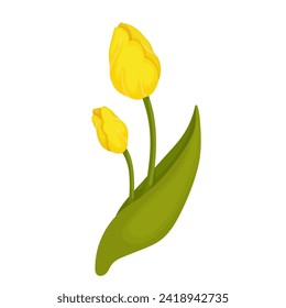 Colorful,yellow spring tulip flower.Vector graphics..Vector graphics.