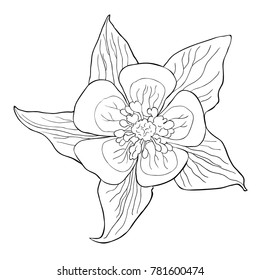 coloring the aquilegia flower is blooming  vector illustration