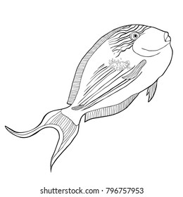 coloring  Arabian surgeon Sohail fish  vector illustration