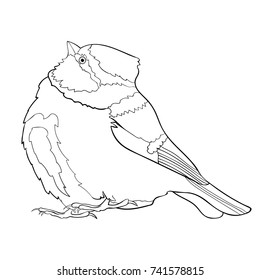 coloring blue tit  plump bird, looking up vector illustration