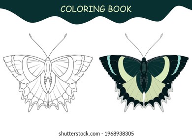 Coloring book Alcides agate butterfly with example. Template for printing. Vector illustration.