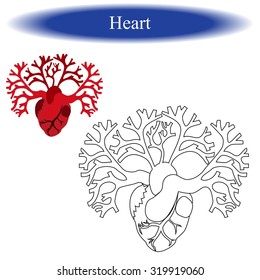 Coloring book ( anatomic human heart  ) for children. Vector illustration.