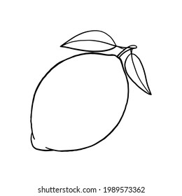 Libro de colorear. Apacible limón. Fruta agria. Esbozo dibujado a mano. Estilo vintage. Ilustración vectorial en blanco y negro aislada sobre fondo blanco.