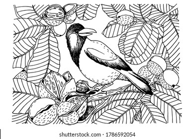 coloring book, bird, crow, jackdaw, sitting on a tree, in walnut leaves, nuts on branches in shells, black and white drawing, sketch, antistress, vector illustration