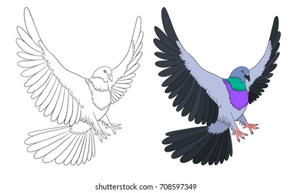 Coloring book with bird template and example. Pigeon isolated on white.