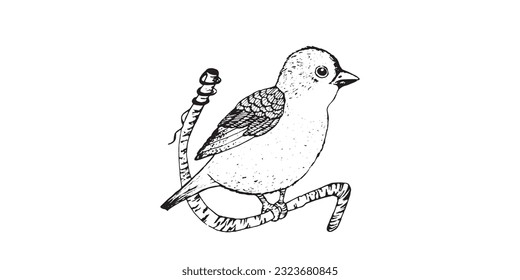 Coloring book birds for kids. Funny birds, leaves. Flat vector illustration with cartoon bird silhouette. Cute characters. Minimalist poster design. 