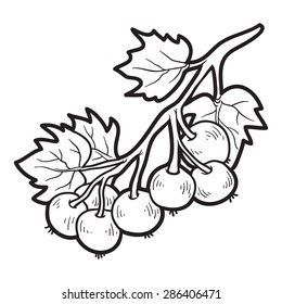 Coloring book (black currants)