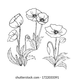 Coloring book black and white vector drawing of poppies and buds with leaves. Poppies. Botanical illustration of wildflowers. Suitable for clipart, postcards, stickers, colorings, decoration.