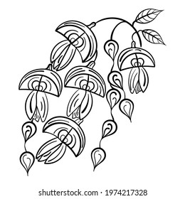  Coloring book . Buds and fruits of Sophora japonica. Hand-drawn botanical illustration. Vector illustration