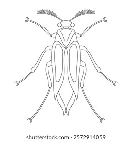 Coloring book of bug, grasshopper beetle. Doodle insect. Nature and biodiversity insect specie. Beetle vector flat illustration.