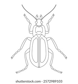 Coloring book of bug, hydrochidae beetle. Doodle insect. Nature and biodiversity insect specie. Beetle vector flat illustration.