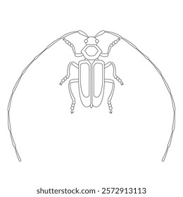 Coloring book of bug, long eared whisker beetle. Doodle insect. Nature and biodiversity insect specie. Beetle vector flat illustration.