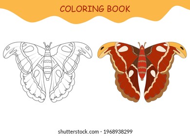 Coloring book butterfly Atlas with example. Template for printing. Vector illustration.