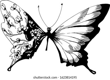 Coloring book butterfly. Vector drawing decorative illustration of a butterfly. Ink. Elegant art nouveau picture. Insect. For printing on paper, on fabric, for decorating books, shops, display cases, 