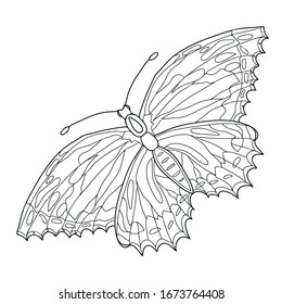 Coloring book for children and adults. Butterfly. Hand drawn. Black and white vector illustration. 