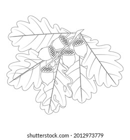 Coloring book for children and adults made of oak leaves and acorns. Materials for young artists.