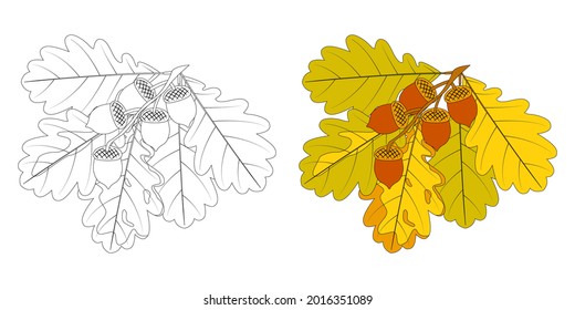 Coloring book for children and adults made of oak leaves and acorns. Materials for young artists.