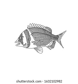 Coloring book for children and adults. Template for creativity and relaxation. Isolated vector illustration of a sea fish. Doodle style tattoos. Cute Cartoon Fish. Henna Mendy.