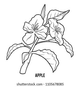 Coloring book for children, Apple tree