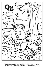 Coloring book for children, colorless alphabet. Letter Q, quokka