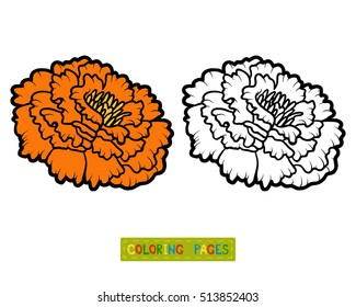 Coloring book for children, flower Marigold