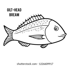 Coloring book for children, Gilt-head bream