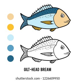 Coloring book for children, Gilt-head bream