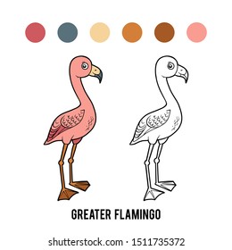 Coloring book for children, Greater Flamingo