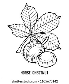 Coloring book for children, Horse Chestnut svg