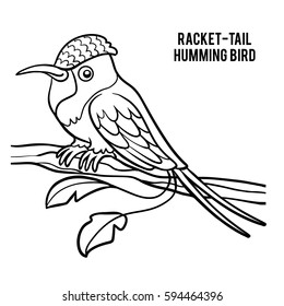 Coloring book for children, Racket-tail Hummingbird