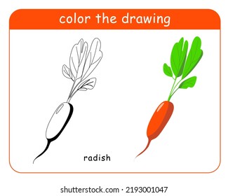 Coloring book for children. Radishes in color and black and white.
