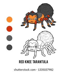 Coloring book for children, Red Knee Tarantula