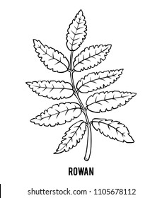 Coloring book for children, Rowan branch